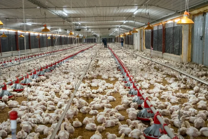 Productores de pollos aseguran abastecimiento, aunque con aumento temporal de precio por calor extremo