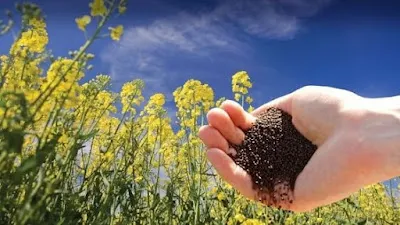 PALABRA DE DIOS LUNES DE LECTURA El Reino de los cielos es semejante a la semilla de mostaza