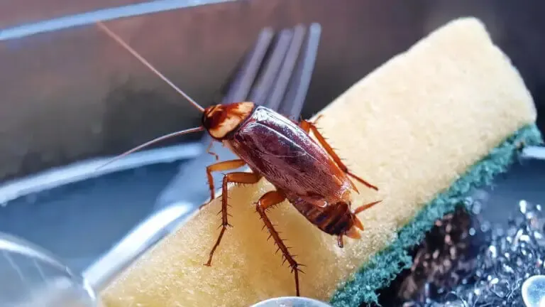 Las cucarachas son cada vez más resistentes: 5 trucos caseros para que no entren en casa