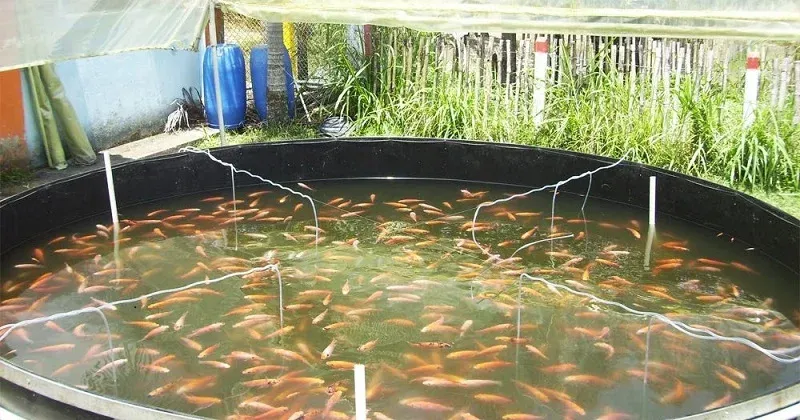 FAO: alerta enfermedades golpean al sector acuícola