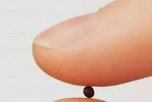 PALABRA DE DIOS SABADOS DE LECTURA Si ustedes tuvieran fe al menos del tamaño de una semilla de mostaza.