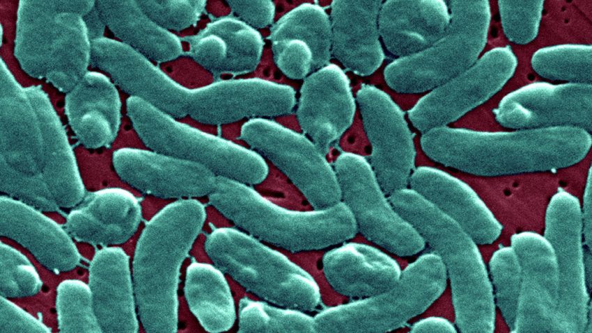Varios muertes e infectados: la temida 'bacteria carnívora' vuelve al acecho en EE.UU.