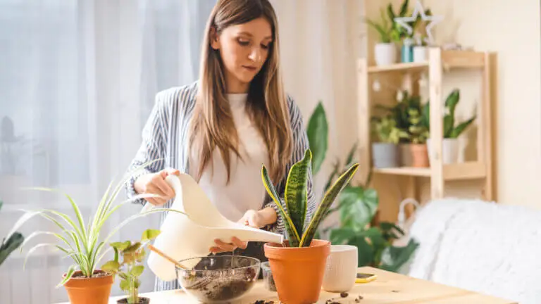 Las plantas en casa no solo decoran, también reducen el estrés