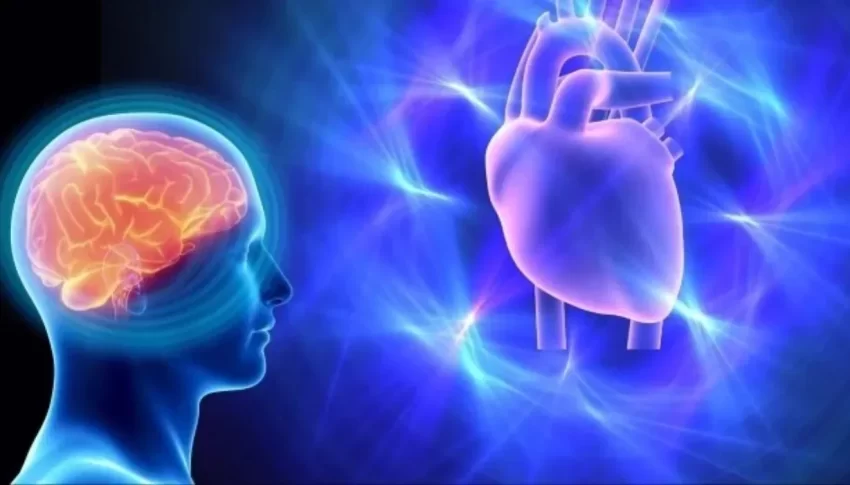 El vínculo entre el cerebro y el corazón impacta a la salud