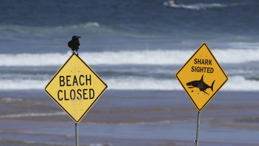 Experimentado surfista muere en un brutal ataque de tiburón