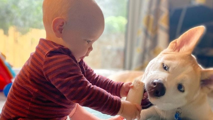 El inesperado beneficio para la salud de los bebés de tener un perro en casa
