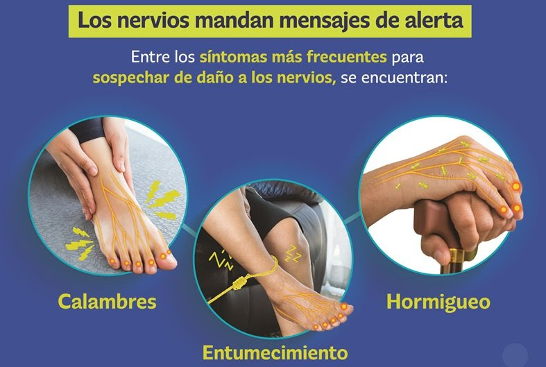 Vitaminas contribuyen a la regeneración nerviosa