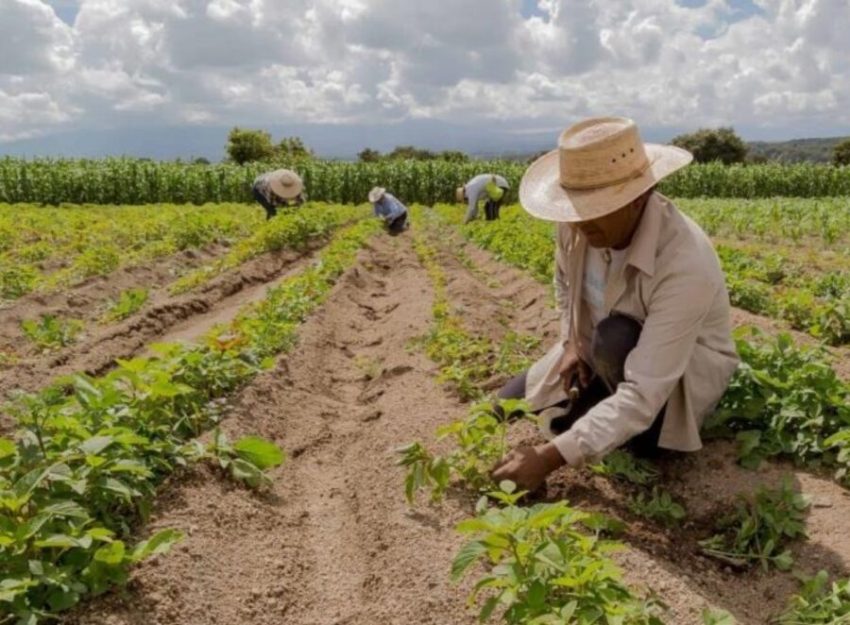 Economista propone al Cibao como un área clave.