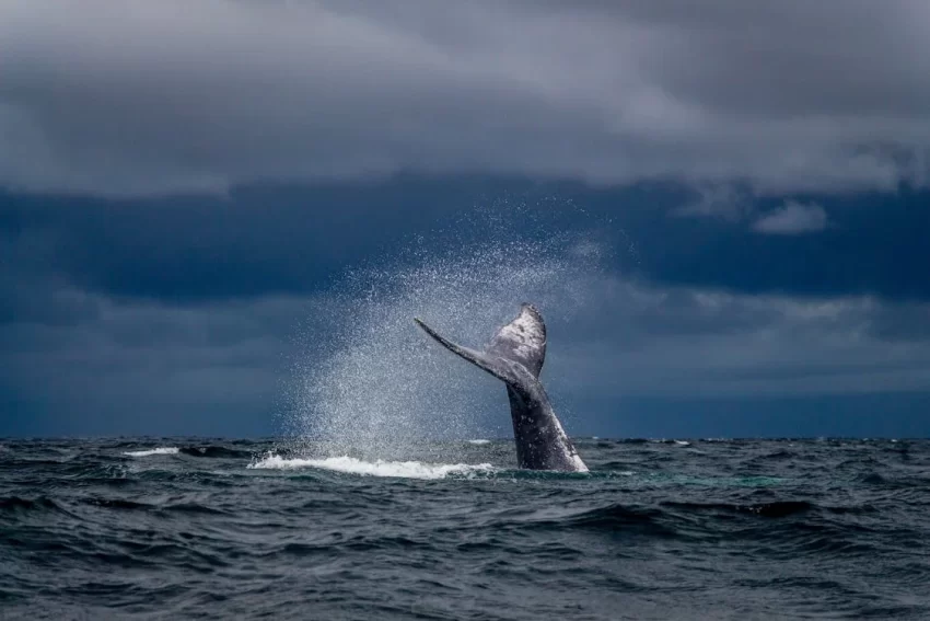 Samaná será sede de la tercera edición de la feria Turismo y Atracciones 2026 dedicada a China