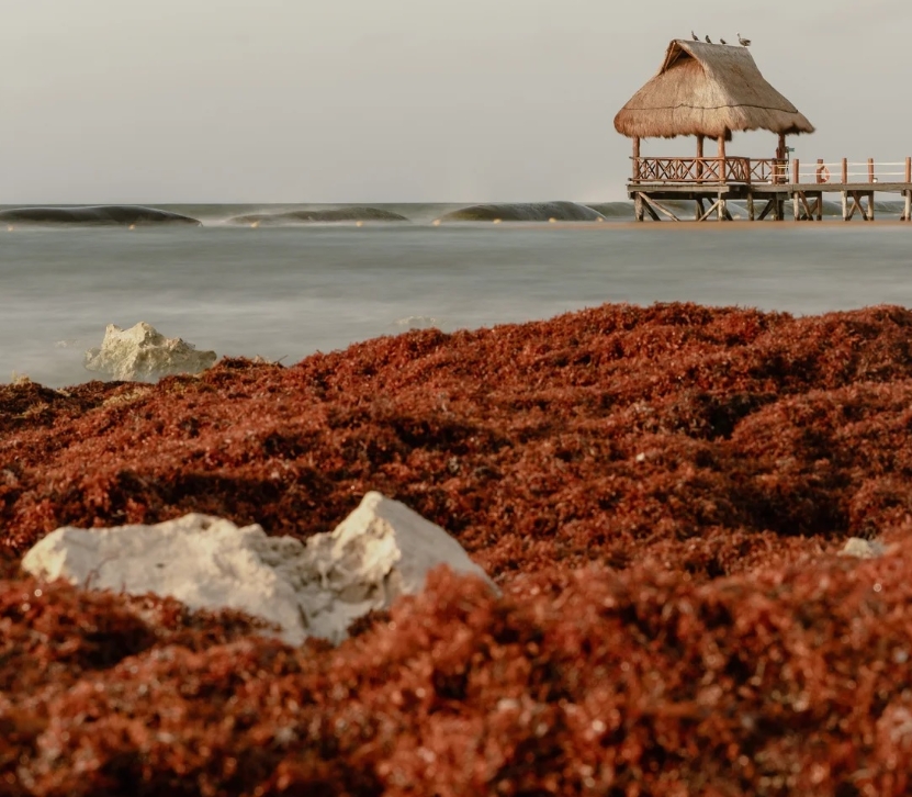Activista ambiental considera un éxito que la ONU acepte la resolución sobre el sargazo.