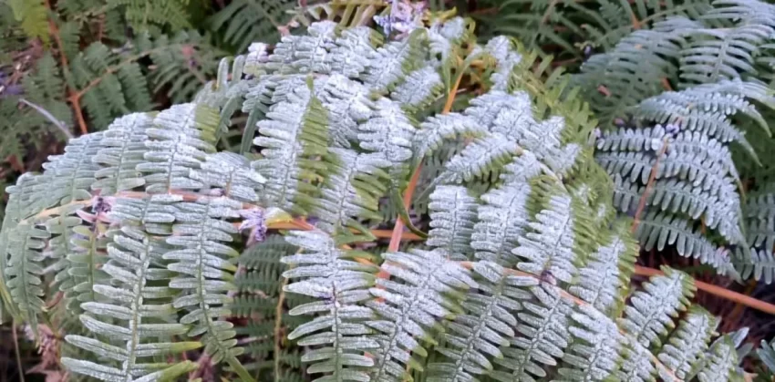 ¿Nieve en República Dominicana? Lo que realmente cubre de blanco a Valle Nuevo