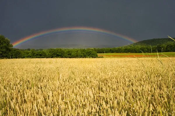 PALABRA DE DIOS MIERCOLES DE LECTURA Los que reciben la semilla en tierra buena son aquellos que escuchan la palabra, la aceptan y dan una cosecha.