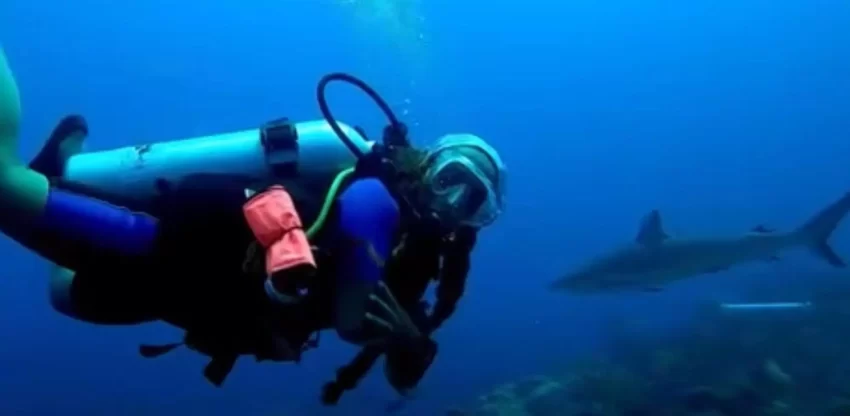 El auge del turismo de dientes: bucear con tiburones se vuelve tendencia en RD