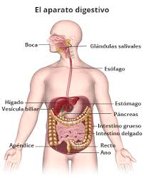 Qué significa enfermedad inflamatoria intestinal?