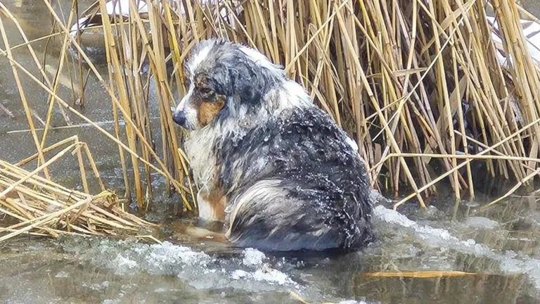 Milagro en el hielo: El dramático rescate de un perro atrapado en un río congelado