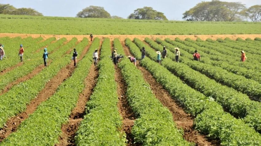 Apoyan subsidio a fertilizantes en la RD y piden plan integral