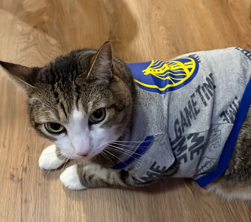 ¡Victoria clave! Golden State Warriors supera a los Chicago Bulls en una noche de ajustes