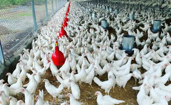 Avicultores garantizan pollos ni huevos subirán pese a crisis internacional