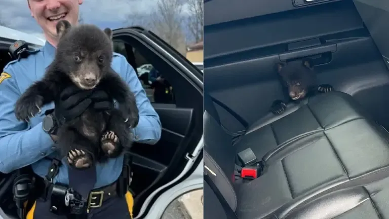 Rescate con final feliz: Policía de Nueva Jersey salva a un osezno desorientado en plena carretera