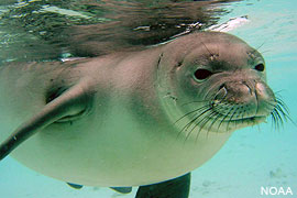 Autoridades homenajean al hombre que golpeó al turista que atacó a una foca en Hawái