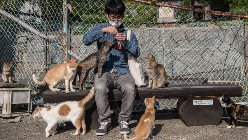 Economía felina: cómo los gatos impulsan las finanzas de este país con miles de millones