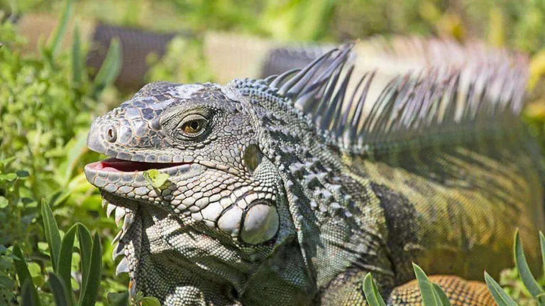 Contrabando de fauna silvestre: Incautan 13 iguanas vivas ocultas en una camioneta en Florida
