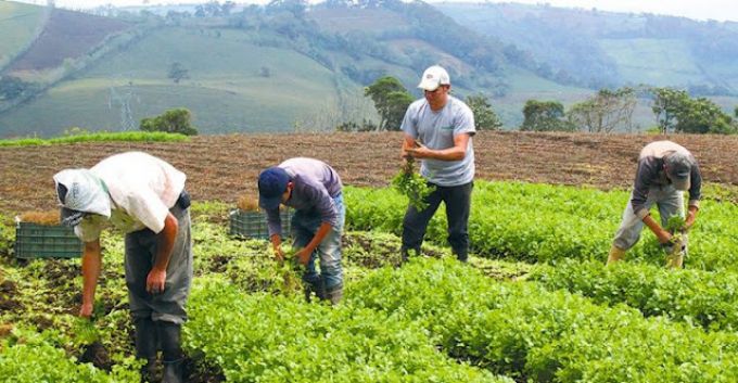 Productores agropecuarios RD buscan garantizar alimentos