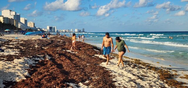QRoo en desventaja por sargazo y Aruba aprovecha las playas limpias