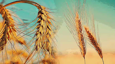 PALABRA DE DIOS MARTES DE LECTURA Los justos brillarán como el sol en el Reino de su Padre.