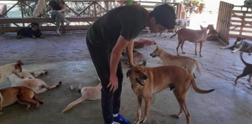 Mejor amigo y peor destino: desprotección del perro en RD