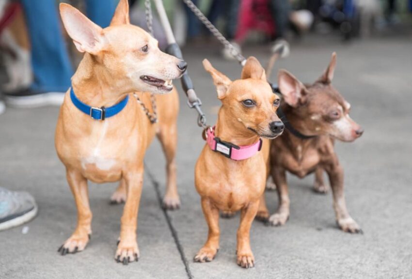 Alcaldía del Distrito Nacional esteriliza 100 perros y gatos durante jornada este fin de semana