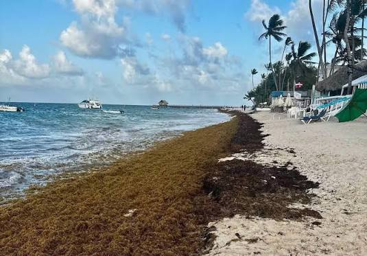 Mitur despliega un operativo de emergencia para retirar la masiva acumulación de sargazo en Playa Rincón