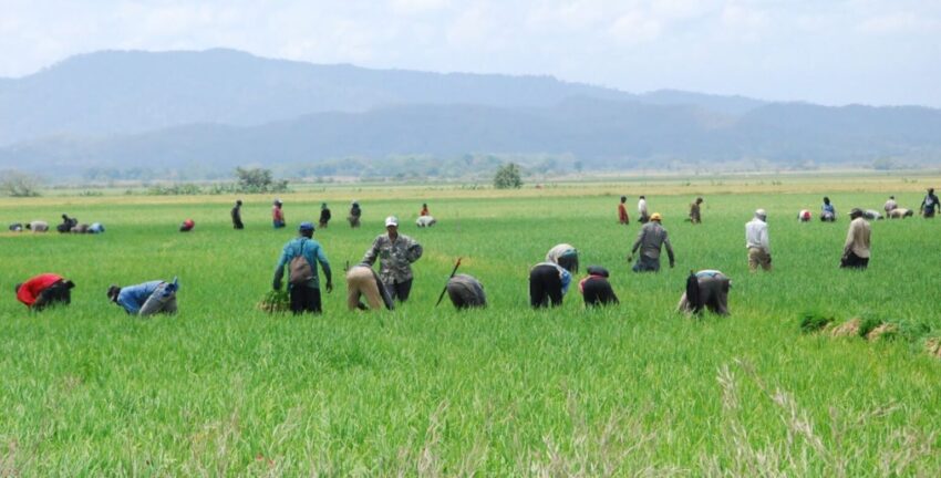 El arroz entra al centro de la negociación de Abinader con Estados Unidos