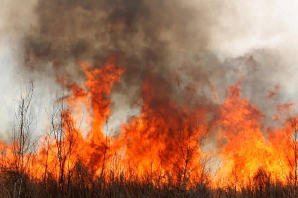 Incendio forestal cumple 4 días y amenaza reserva este 2026
