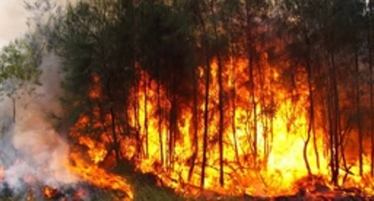 Incendios forestales en la RD provocan 1 alerta de emergencia